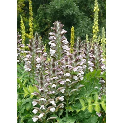 Acanthus hungaricus – Balkáni medveköröm