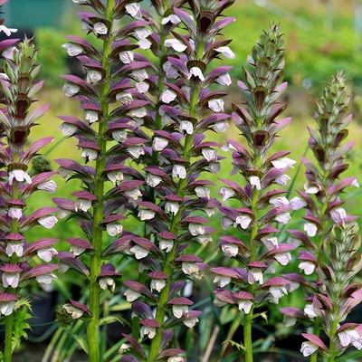 Acanthus hungaricus 'White Lips' – Balkáni medveköröm