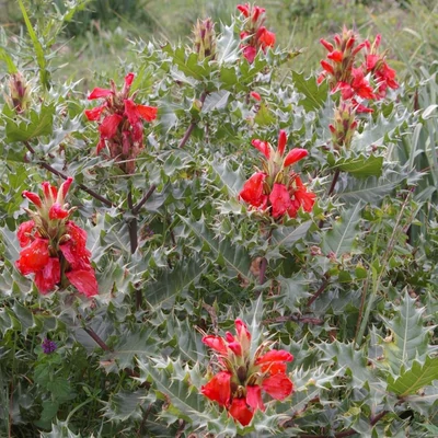 Acanthus sennii – Medveköröm