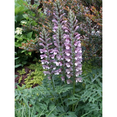 Acanthus spinosus – Medveköröm