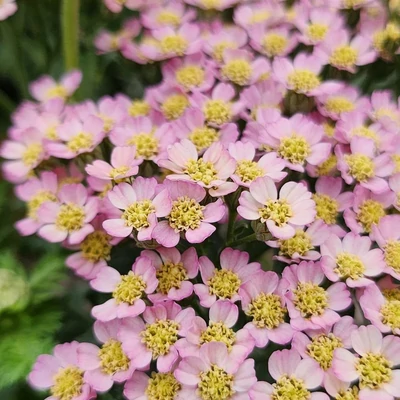Achillea millefolium 'Milly Rock Pink' – Közönséges cickafark