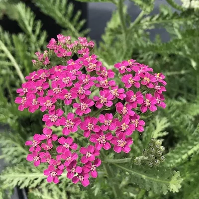 Achillea millefolium 'Milly Rock Rose' – Közönséges cickafark