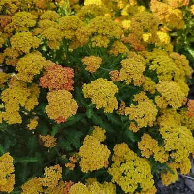 Achillea millefolium 'Milly Rock™ Yellow Terracotta' (syn.: 'Florachye1') – Közönséges cickafark