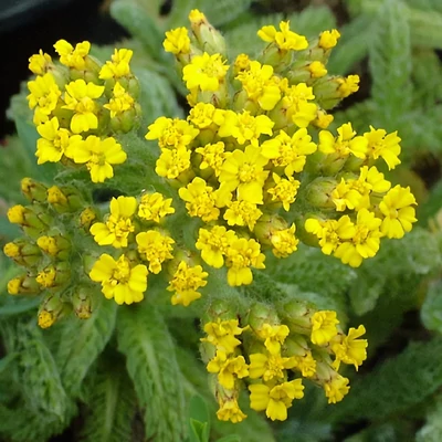 Achillea chrysocoma – Cickafark