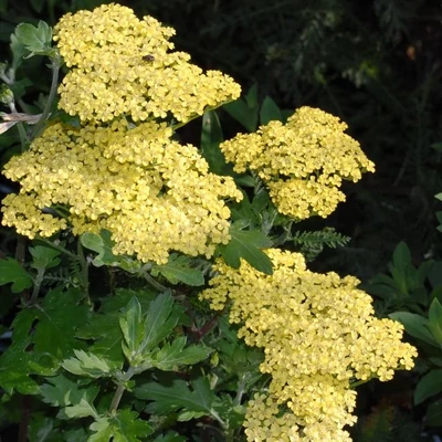 Achillea filipendula 'Hymne' – Cickafark