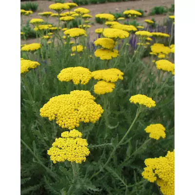 Achillea filipendulina 'Coronation Gold' – Jószagú cickafark