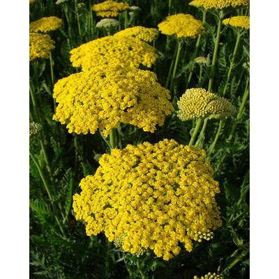 Achillea filipendulina 'Summer Gold' – Jószagú cickafark