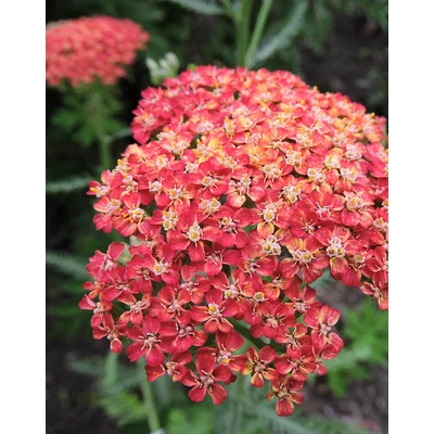 Achillea millefolium 'Belle Epoque' – Közönséges cickafark