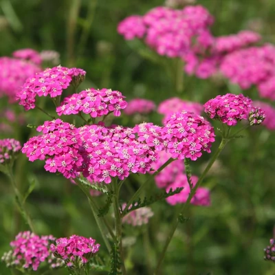 Achillea millefolium 'Cerise Queen' – Cickafark