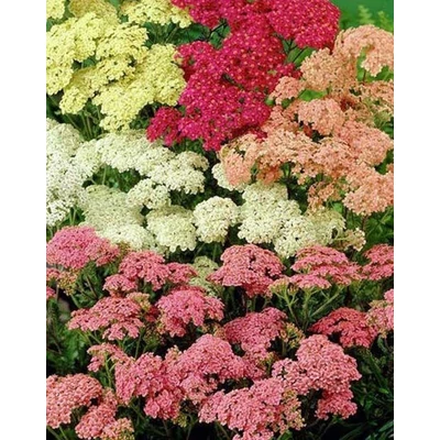 Achillea millefolium 'Colorado' – Közönséges cickafark (színkeverék)