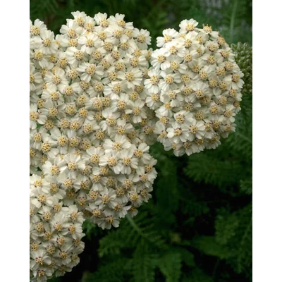 Achillea millefolium 'Desert Eve Cream' – Cickafark