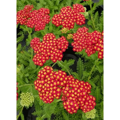 Achillea millefolium 'Desert Eve (Light) Red' (syn.: 'Desred')– Közönséges cickafark