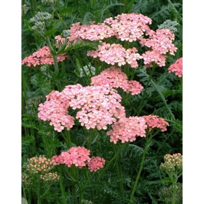 Achillea millefolium 'Laccschönheit' – Közönséges cickafark