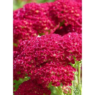 Achillea millefolium 'New Vintage Red' (syn.: 'Balvinred') – Közönséges cickafark