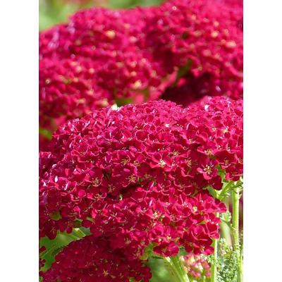 Achillea millefolium 'New Vintage Red' –  Cickafark (piros)
