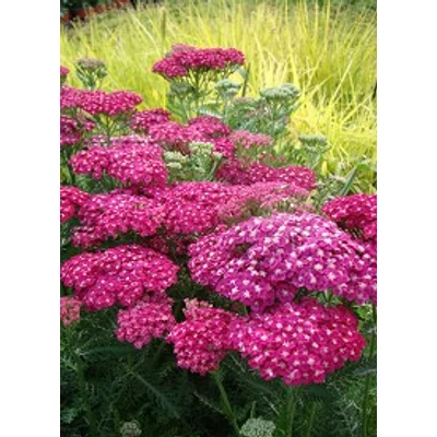 Achillea millefolium 'Saucy Seduction' – Közönséges cickafark