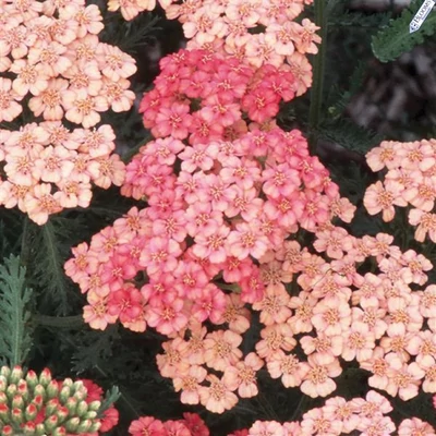 Achillea millefolium 'Skysail Bright Pink' – Cickafark