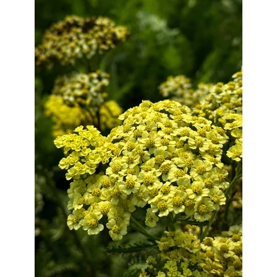 Achillea millefolium 'Sunny Seduction' - Vajsárga közönséges cickafark