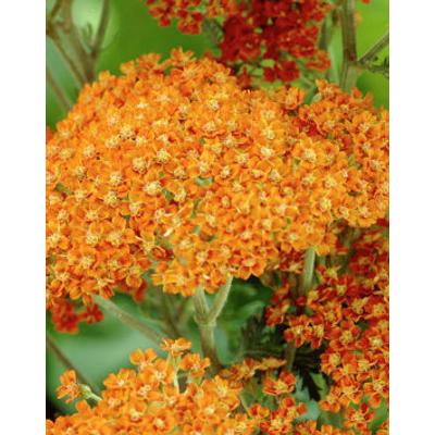 Achillea millefolium 'Terracotta' - Közönséges cickafark (terracotta)