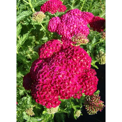 Achillea millefolium 'Tutti Frutti Pomegranate' – Cickafark