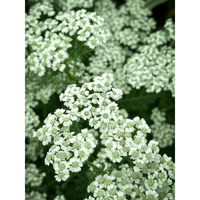 Achillea millefolium 'New Vintage White' (syn.: 'Balvinwite') – Közönséges cickafark