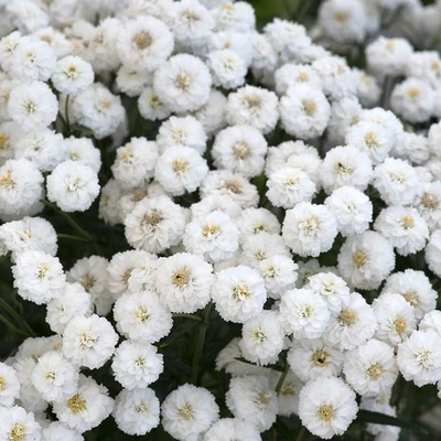 Achillea ptarmica 'Peter Cottontail' – Cickafark