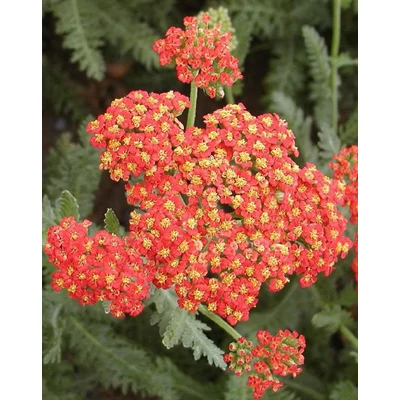 Achillea 'Safran' – Cickafark