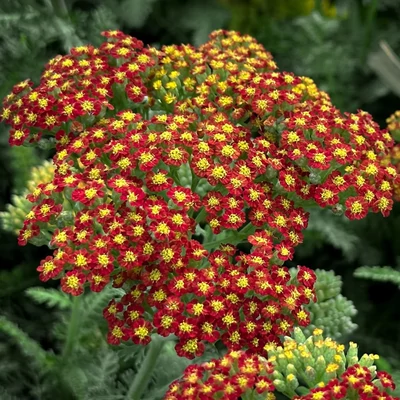 Achillea Sassy Summer 'Sunset' – Cickafark