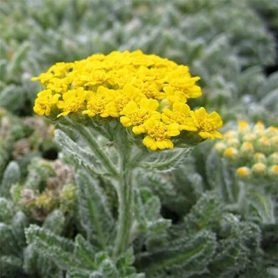 Achillea tomentosa 'Aurea' – Molyhos cickafark