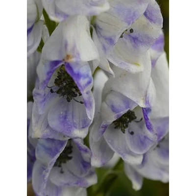 Aconitum carmichaelli 'Cloudy' – Őszi sisakvirág