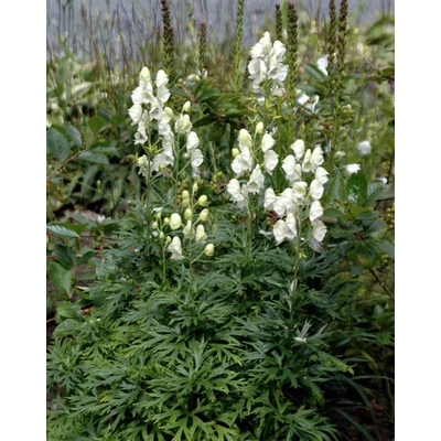 Aconitum napellus 'Alba' – Sisakvirág