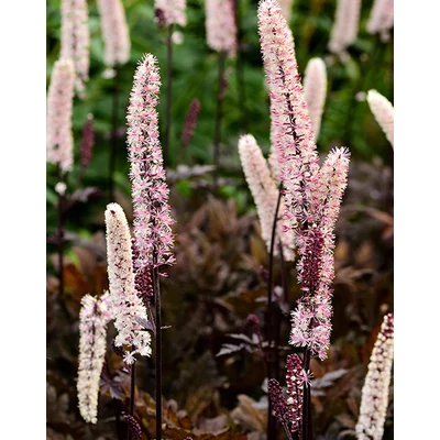 Actaea simplex 'Brunette' – Füzéres poloskavész, poloskafű