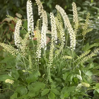 Actaea simplex 'White Pearl' – Füzéres poloskavész, poloskafű