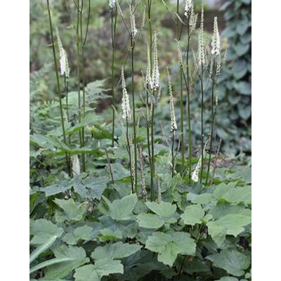 Actaea japonica 'Cheju-Do'-Japán poloskavész