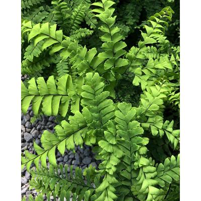 Adiantum pedatum 'Imbricatum' – Vénuszfodorka