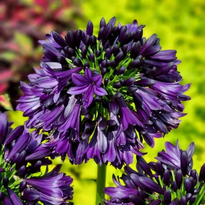 Agapanthus 'Black Jack'® – Szerelemvirág