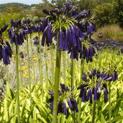 Agapanthus 'Black Pantha'® – Szerelemvirág