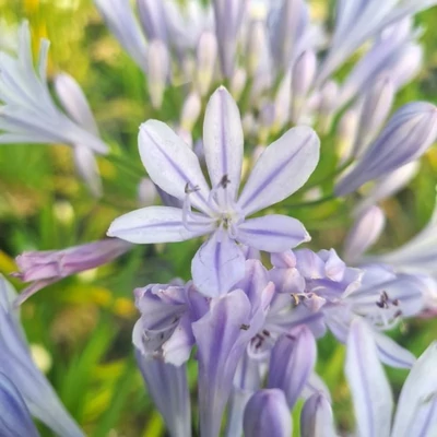 Agapanthus 'Crystal Blue' – Szerelemvirág
