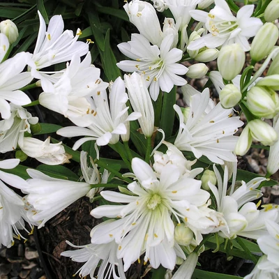 Agapanthus 'Double Diamond'® – Szerelemvirág