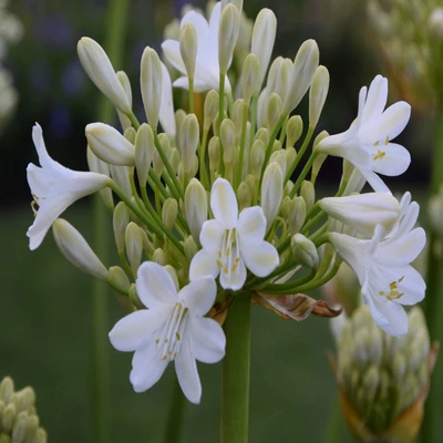 Agapanthus 'Duivenbrugge White' – Szerelemvirág