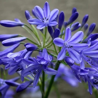 Agapanthus 'Lapis Lazuli' – Szerelemvirág
