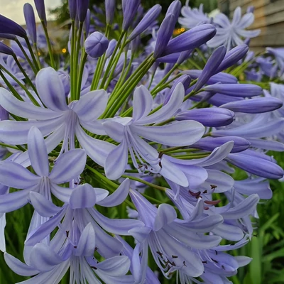 Agapanthus 'Lavender Haze'® – Szerelemvirág