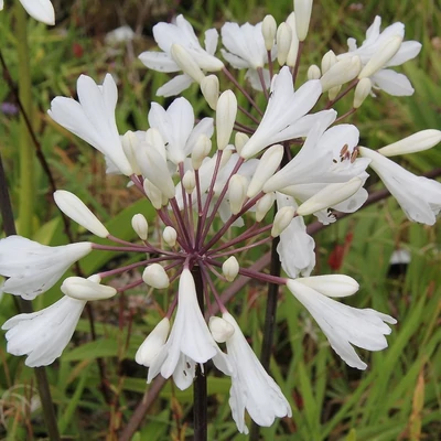 Agapanthus 'Leicester' – Szerelemvirág
