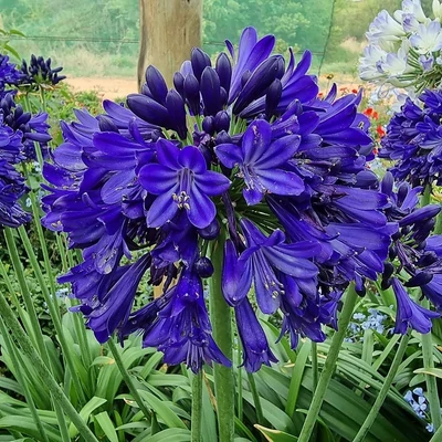 Agapanthus 'Midnight Sky'® – Szerelemvirág