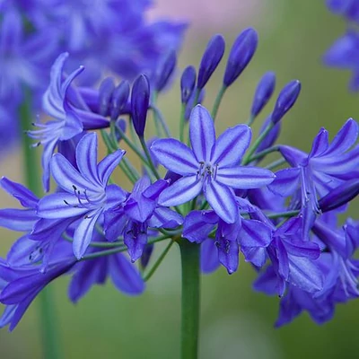 Agapanthus 'Northern Star' - Szerelemvirág (kék)