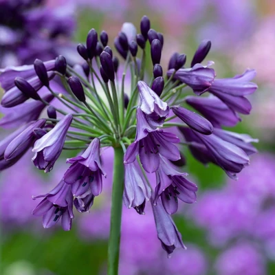 Agapanthus 'Poppin Purple'® – Szerelemvirág