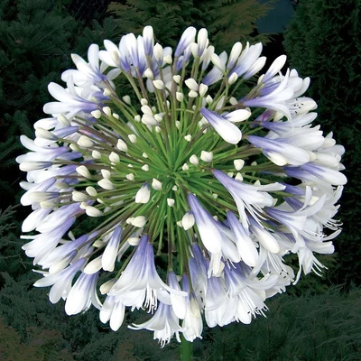 Agapanthus 'Queen Mum'® – Szerelemvirág