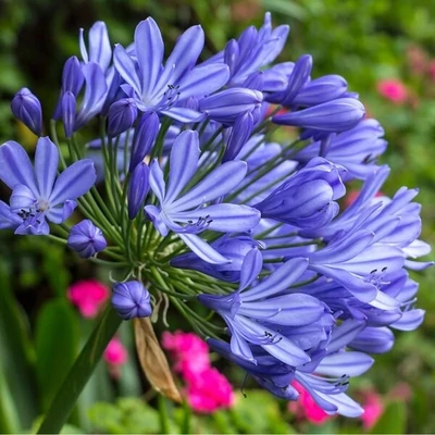 Agapanthus 'Regal Beauty'® – Szerelemvirág