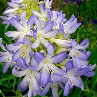 Agapanthus 'Sea Breeze'® – Szerelemvirág