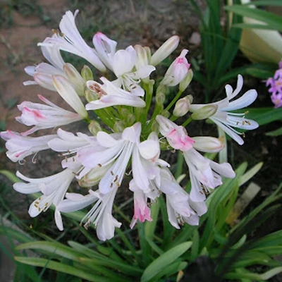 Agapanthus 'Strawberry Ice' – Szerelemvirág